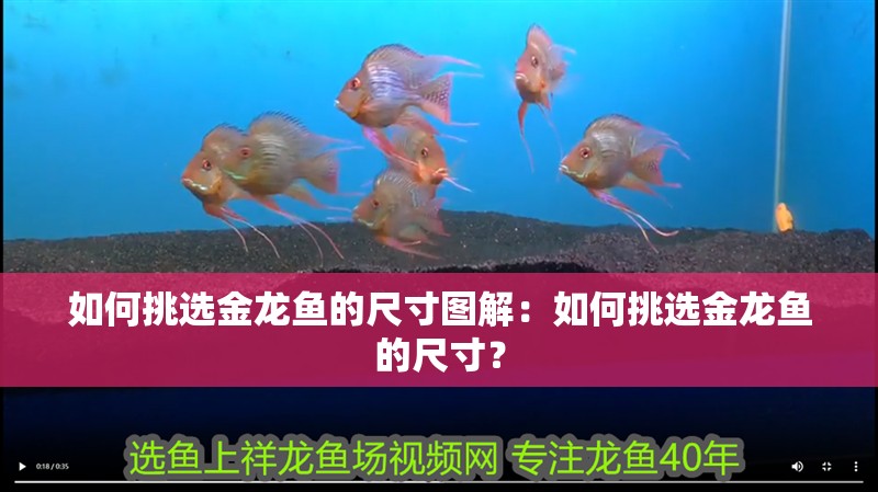 如何挑選金龍魚的尺寸圖解：如何挑選金龍魚的尺寸？