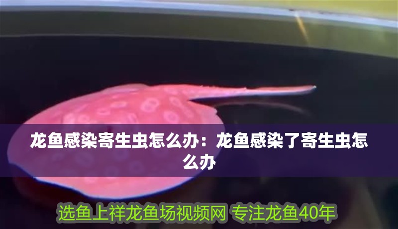 龍魚感染寄生蟲怎么辦：龍魚感染了寄生蟲怎么辦