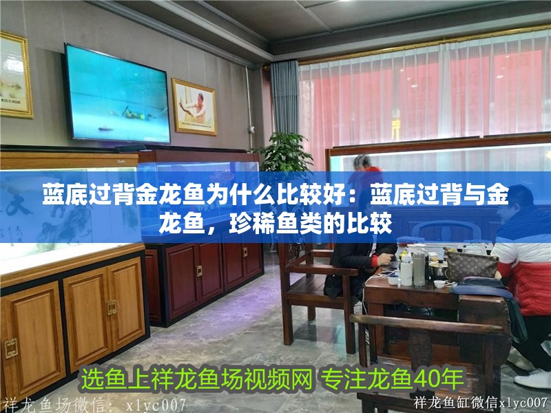 藍底過背金龍魚為什么比較好：藍底過背與金龍魚，珍稀魚類的比較