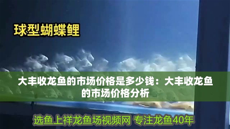 給大魚缸換水的作文:體驗給大魚缸換水的樂趣:體驗給大魚缸換水:給大魚缸換水的作文 大豐收龍魚的市場價格是多少錢:大豐收龍魚的市場價格分析 水族問答 大豐收龍魚的市場價格是多少錢:大豐收龍魚的市場價格分析 大豐收龍魚的市場價格是多少錢:大豐收龍魚的市場價格分析 水族問答