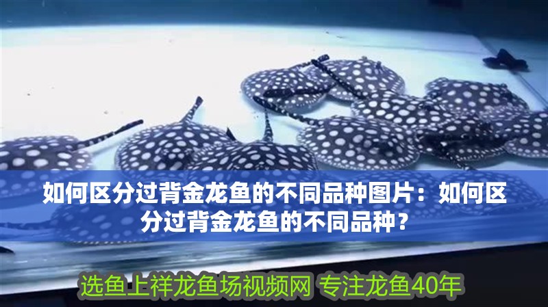 如何區分過背金龍魚的不同品種圖片：如何區分過背金龍魚的不同品種？