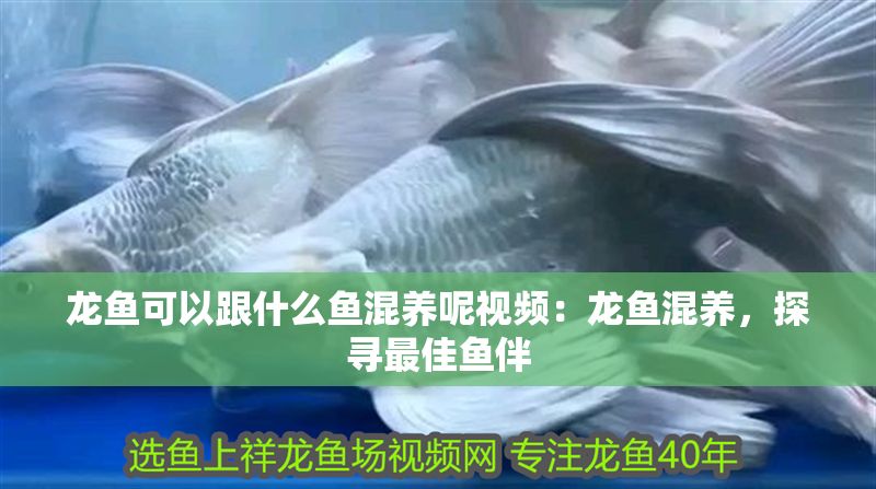 龍魚可以跟什么魚混養(yǎng)呢視頻：龍魚混養(yǎng)，探尋最佳魚伴