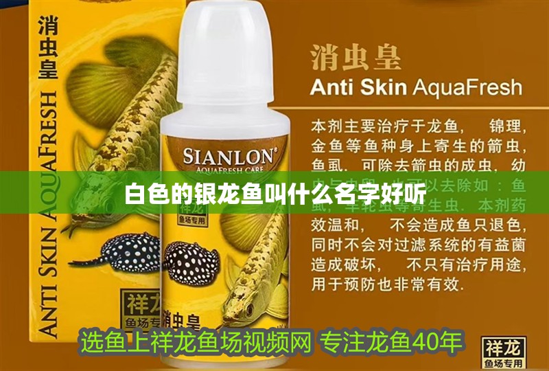 白色的銀龍魚叫什么名字好聽