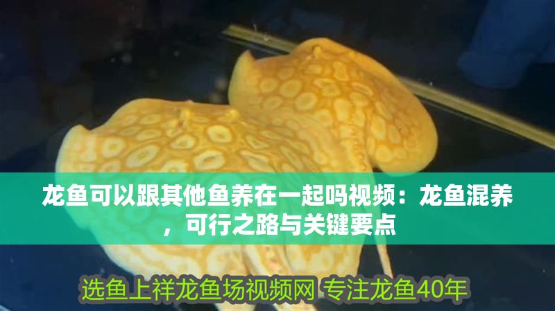 龍魚可以跟其他魚養(yǎng)在一起嗎視頻：龍魚混養(yǎng)，可行之路與關(guān)鍵要點