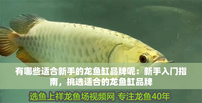 有哪些適合新手的龍魚缸品牌呢：新手入門指南，挑選適合的龍魚缸品牌