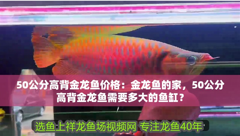 50公分高背金龍魚價格：金龍魚的家，50公分高背金龍魚需要多大的魚缸？