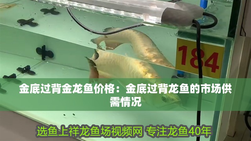金底過背金龍魚價格：金底過背龍魚的市場供需情況