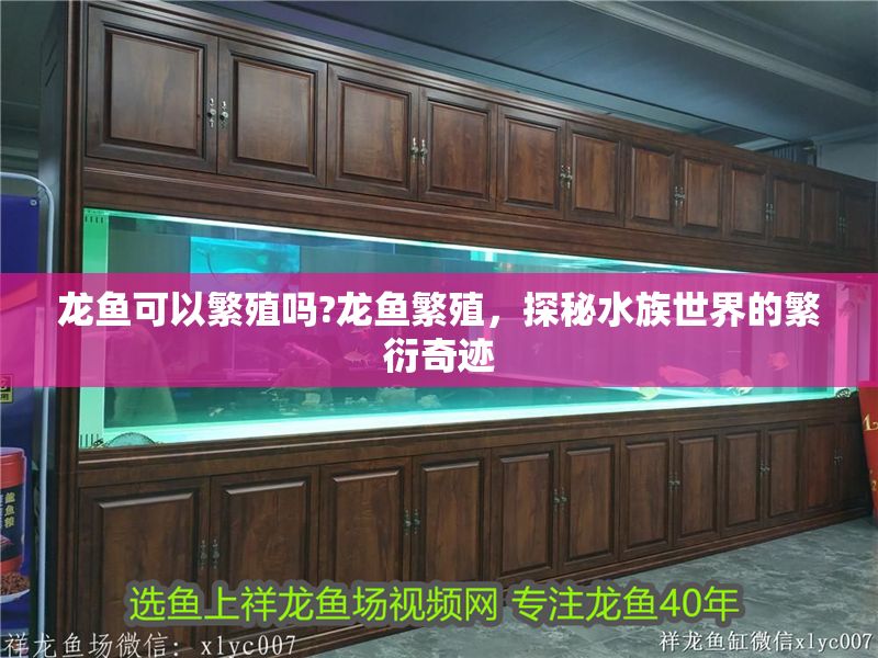 龍魚可以繁殖嗎?龍魚繁殖，探秘水族世界的繁衍奇跡