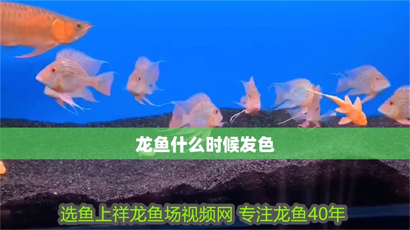 龍魚什么時候發色