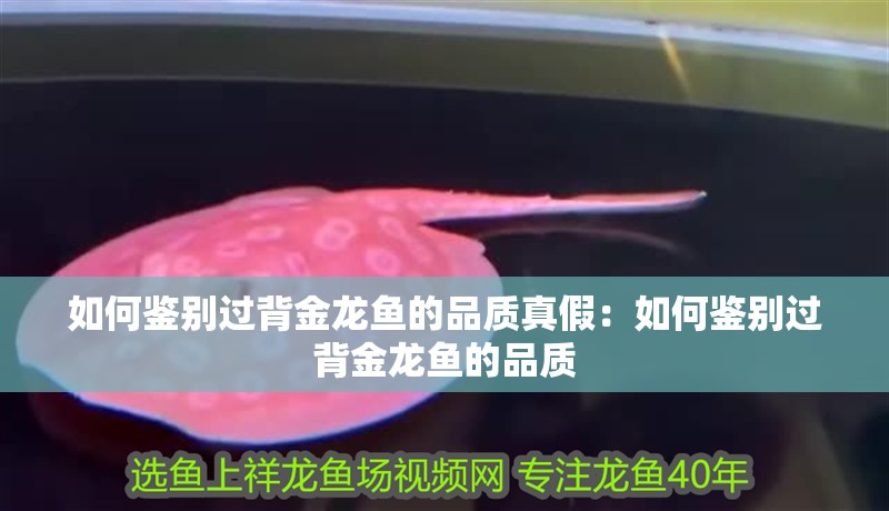 如何鑒別過背金龍魚的品質(zhì)真假：如何鑒別過背金龍魚的品質(zhì)