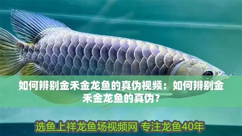 如何辨別金禾金龍魚的真偽視頻：如何辨別金禾金龍魚的真偽？