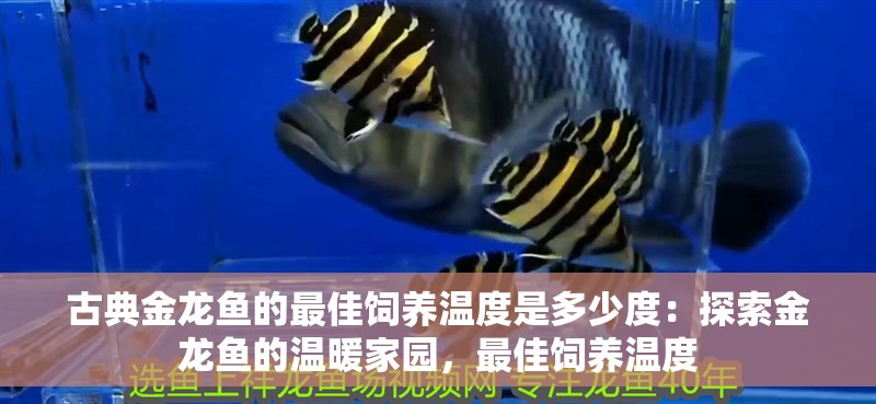 古典金龍魚的最佳飼養溫度是多少度：探索金龍魚的溫暖家園，最佳飼養溫度