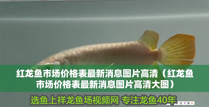 紅龍魚市場價格表最新消息圖片高清（紅龍魚市場價格表最新消息圖片高清大圖）