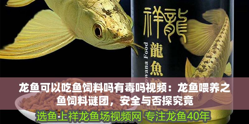 龍魚可以吃魚飼料嗎有毒嗎視頻：龍魚喂養之魚飼料謎團，安全與否探究竟