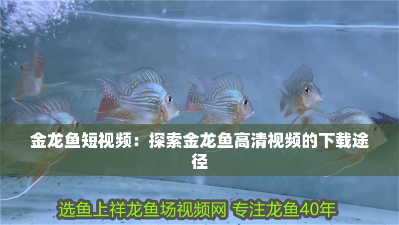 金龍魚短視頻：探索金龍魚高清視頻的下載途徑