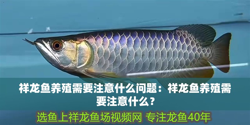 祥龍魚養殖需要注意什么問題：祥龍魚養殖需要注意什么？