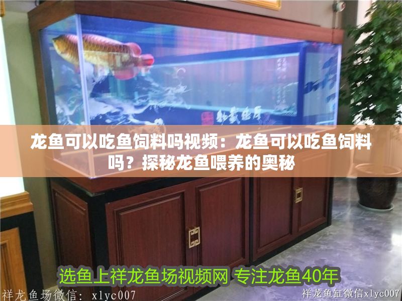 龍魚可以吃魚飼料嗎視頻：龍魚可以吃魚飼料嗎？探秘龍魚喂養(yǎng)的奧秘