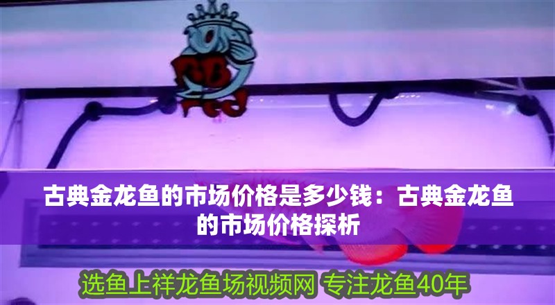 古典金龍魚的市場價格是多少錢：古典金龍魚的市場價格探析