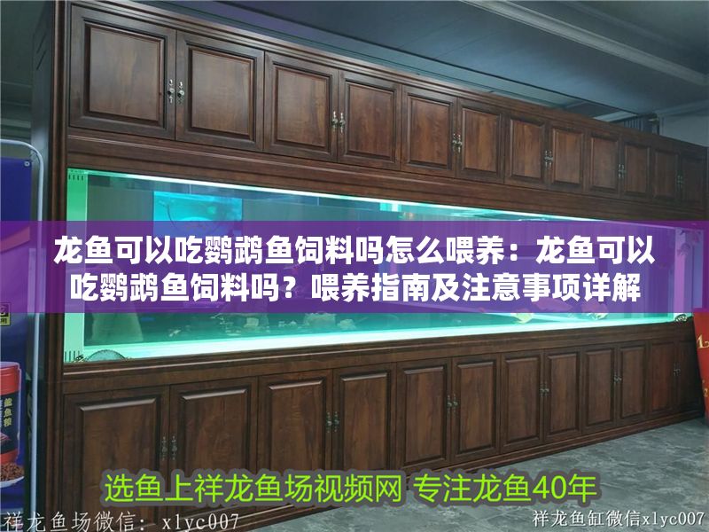 龍魚可以吃鸚鵡魚飼料嗎怎么喂養：龍魚可以吃鸚鵡魚飼料嗎？喂養指南及注意事項詳解