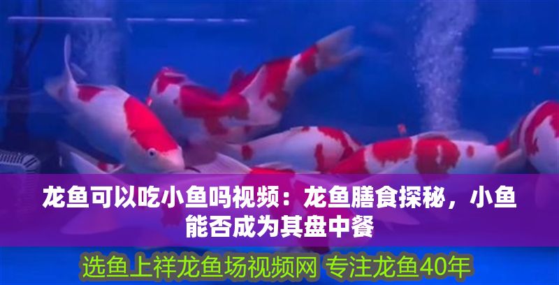 龍魚可以吃小魚嗎視頻：龍魚膳食探秘，小魚能否成為其盤中餐