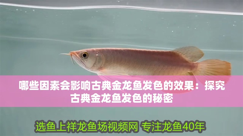 哪些因素會影響古典金龍魚發色的效果：探究古典金龍魚發色的秘密 哪些因素會影響古典金龍魚發色的效果：探究古典金龍魚發色的秘密 水族問答