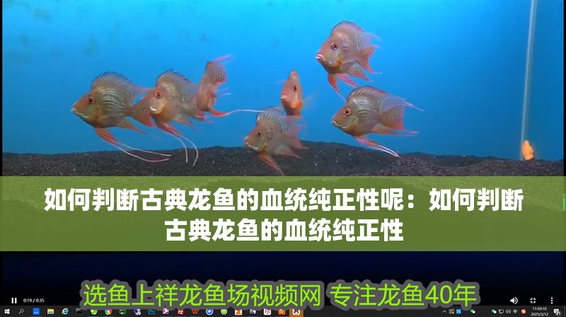 如何判斷古典龍魚的血統純正性呢：如何判斷古典龍魚的血統純正性