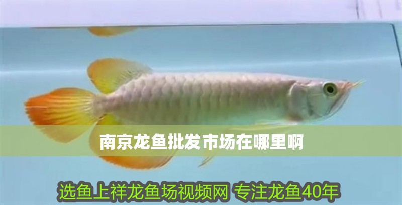 <strong><mark>南京</mark></strong>龍魚批發市場在哪里啊