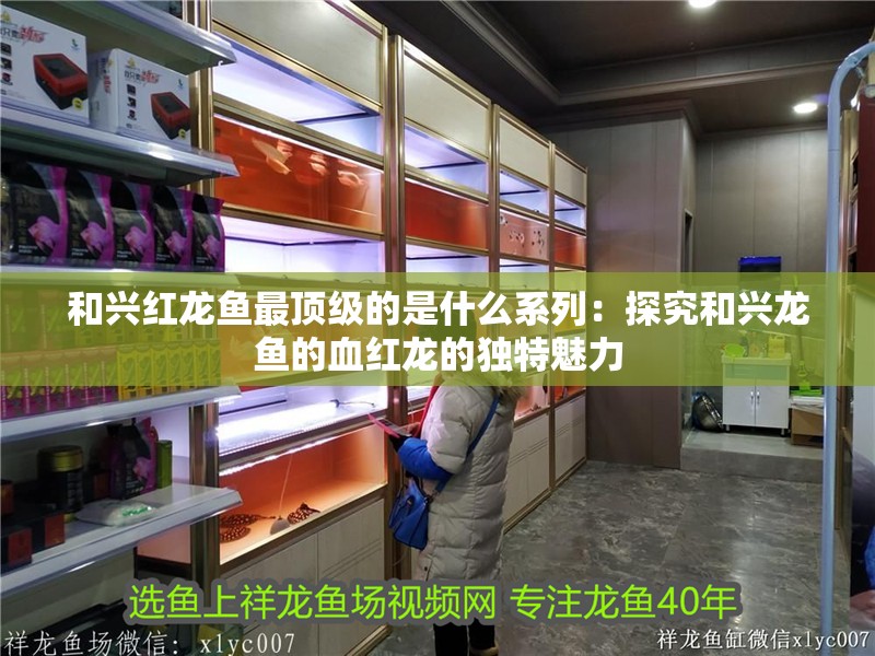 和興紅龍魚最頂級的是什么系列：探究和興龍魚的血紅龍的獨特魅力