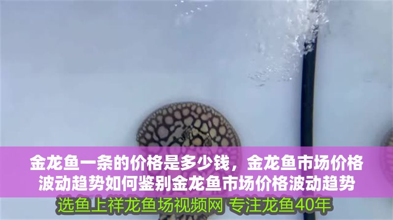 金龍魚一條的價格是多少錢，金龍魚市場價格波動趨勢如何鑒別金龍魚市場價格波動趨勢