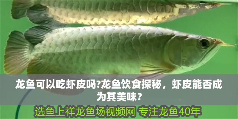 龍魚可以吃蝦皮嗎?龍魚飲食探秘，蝦皮能否成為其美味？