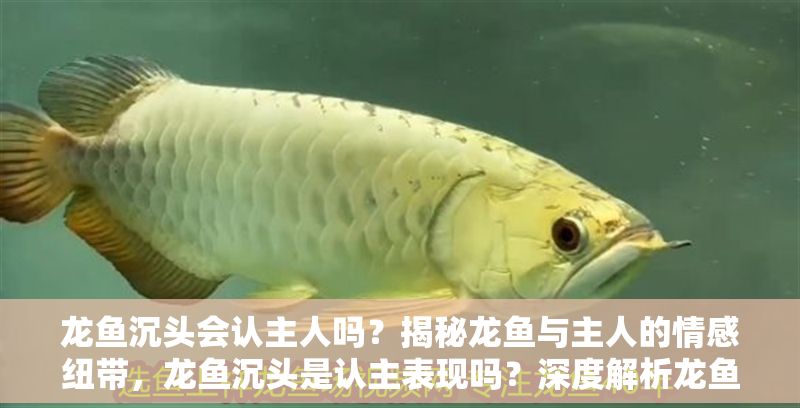 龍魚沉頭會認主人嗎？揭秘龍魚與主人的情感紐帶，龍魚沉頭是認主表現嗎？深度解析龍魚行為與情感互動