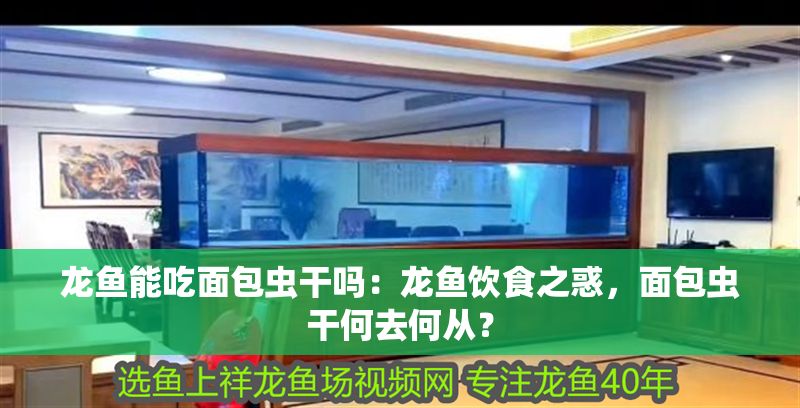 龍魚能吃面包蟲干嗎：龍魚飲食之惑，面包蟲干何去何從？