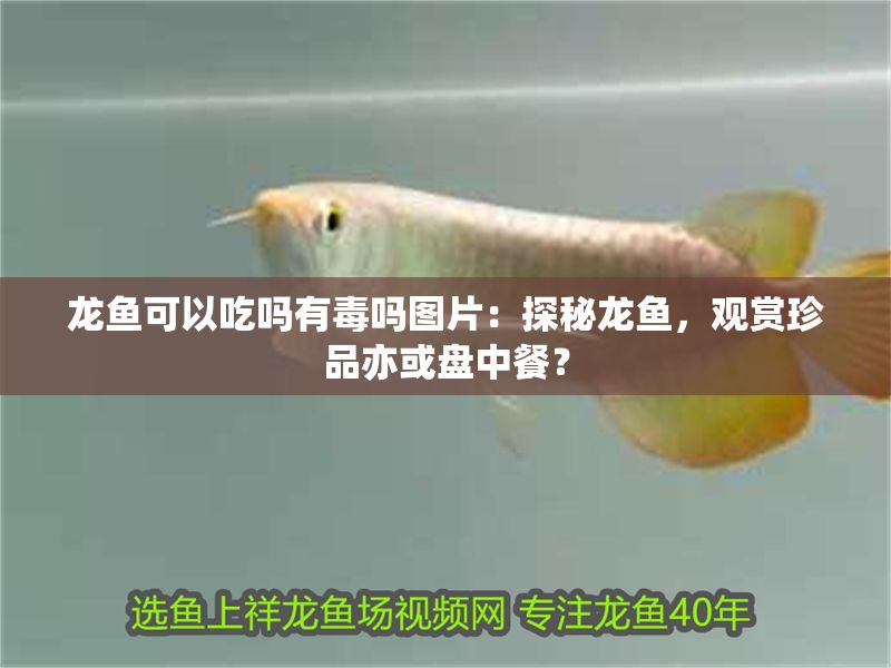 龍魚可以吃嗎有毒嗎圖片：探秘龍魚，觀賞珍品亦或盤中餐？