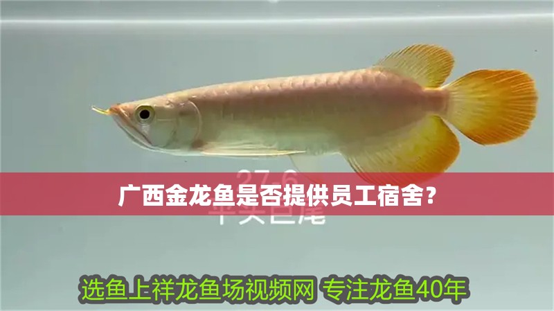 廣西金龍魚是否提供員工宿舍？