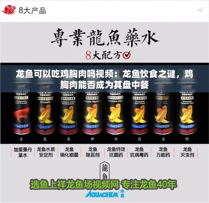 龍魚可以吃雞胸肉嗎視頻：龍魚飲食之謎，雞胸肉能否成為其盤中餐