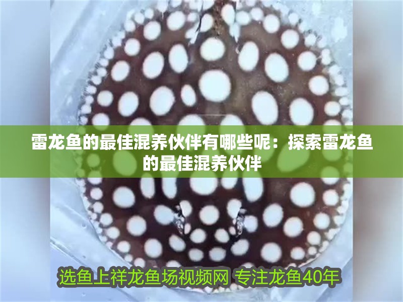 雷龍魚的最佳混養伙伴有哪些呢：探索雷龍魚的最佳混養伙伴