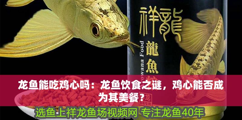 龍魚能吃雞心嗎：龍魚飲食之謎，雞心能否成為其美餐？