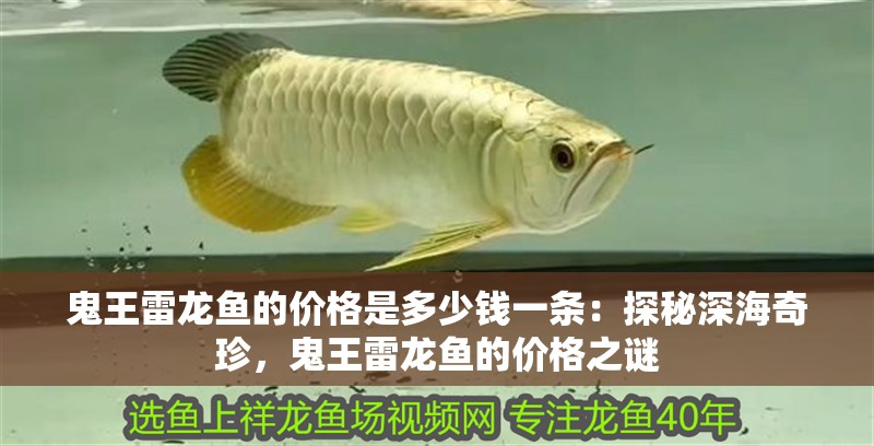鬼王雷龍魚的價格是多少錢一條：探秘深海奇珍，鬼王雷龍魚的價格之謎