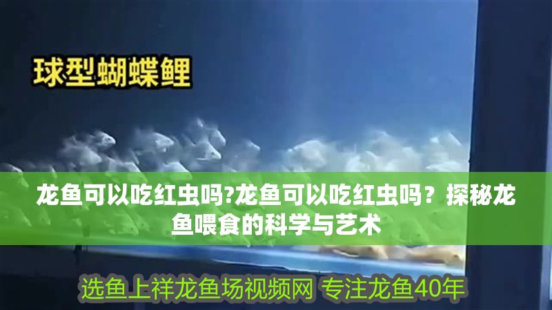 龍魚可以吃紅蟲嗎?龍魚可以吃紅蟲嗎？探秘龍魚喂食的科學與藝術