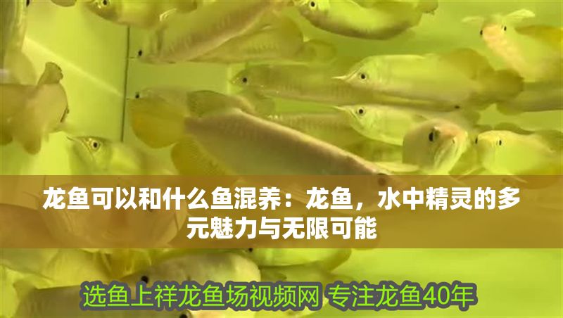 龍魚可以和什么魚混養：龍魚，水中精靈的多元魅力與無限可能