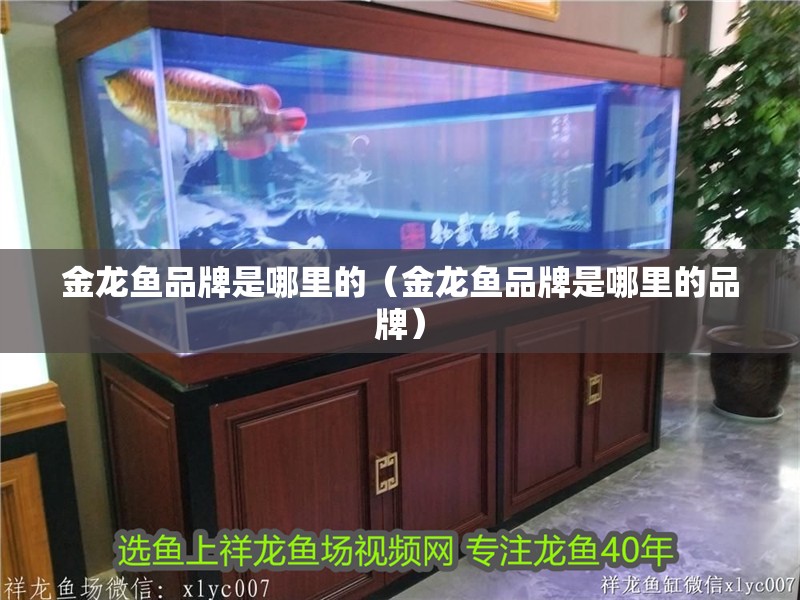新入缸龍魚不吃東西會死嗎為什么：新入缸的龍魚不吃東西會死嗎