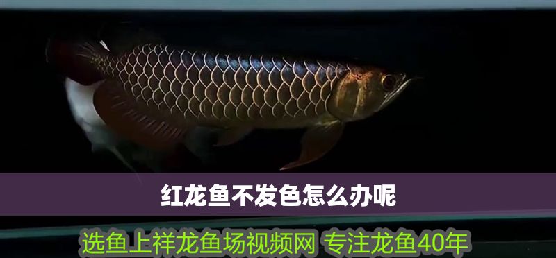 紅龍魚不發色怎么辦呢