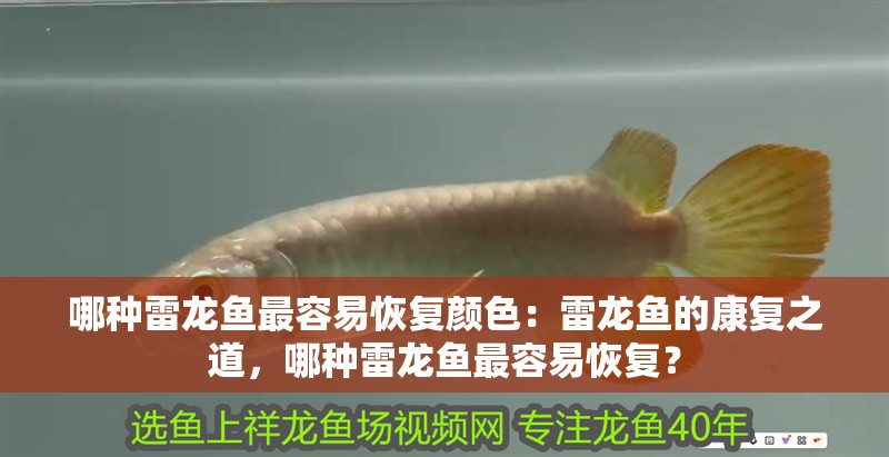 哪種雷龍魚最容易恢復顏色：雷龍魚的康復之道，哪種雷龍魚最容易恢復？