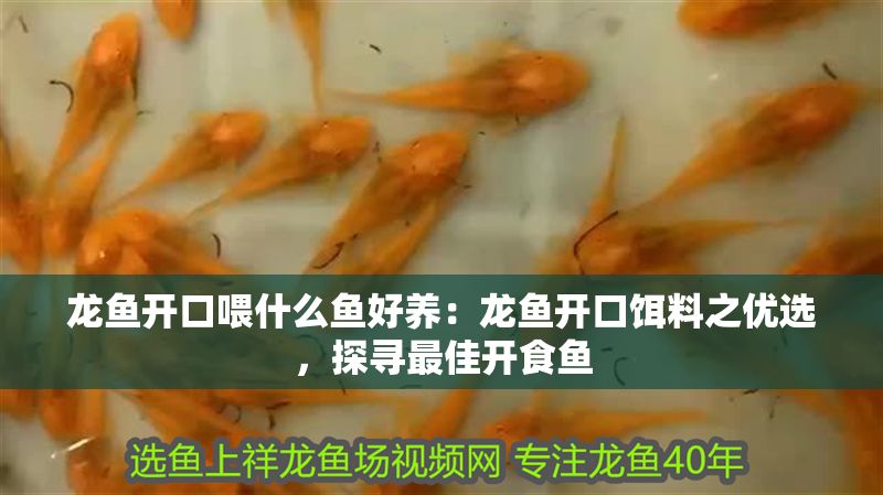 龍魚開口喂什么魚好養：龍魚開口餌料之優選，探尋最佳開食魚