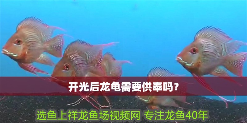 開光后龍龜需要供奉嗎？