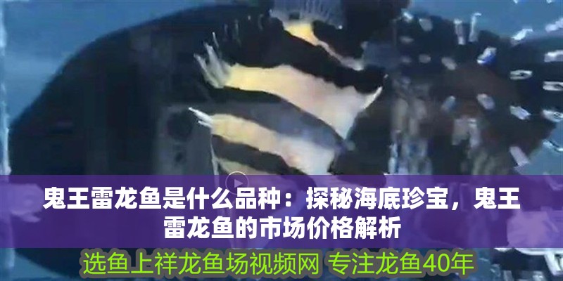 鬼王雷龍魚是什么品種：探秘海底珍寶，鬼王雷龍魚的市場價格解析