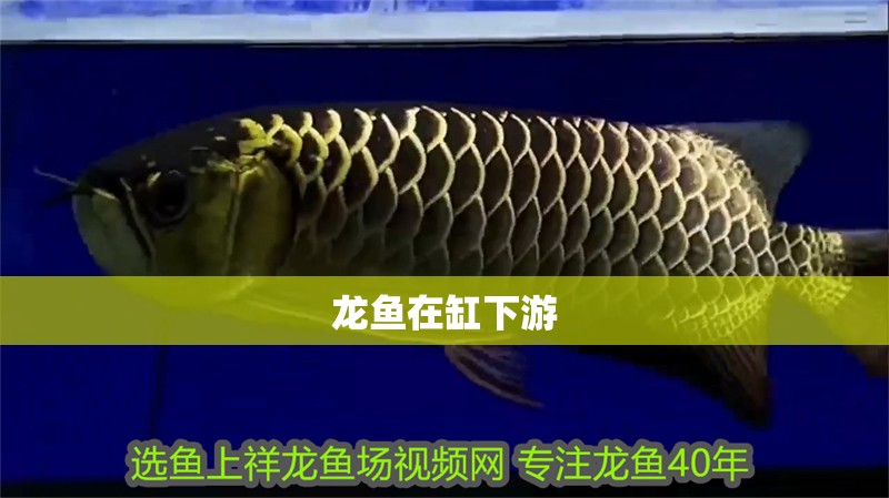 龍魚在缸下游