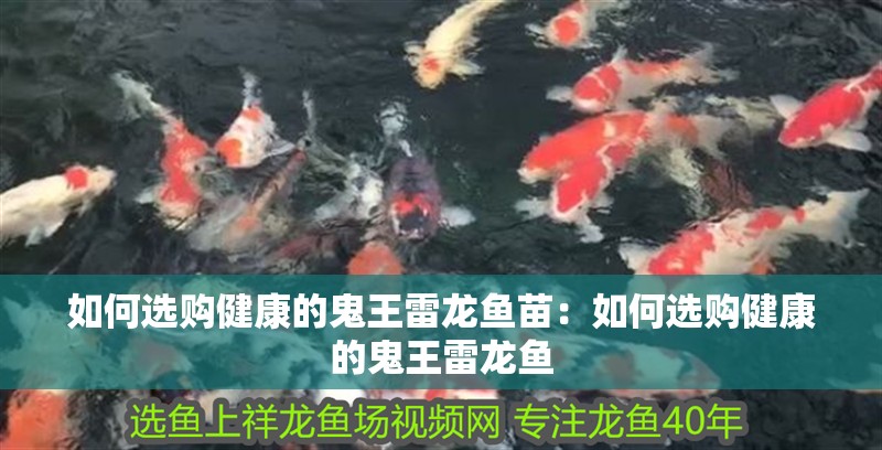 如何選購健康的鬼王雷龍魚苗：如何選購健康的鬼王雷龍魚