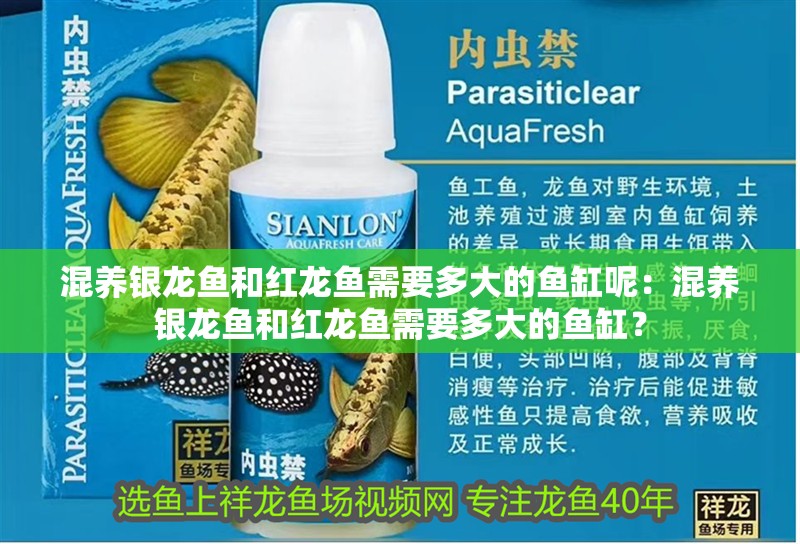 混養銀龍魚和紅龍魚需要多大的魚缸呢：混養銀龍魚和紅龍魚需要多大的魚缸？