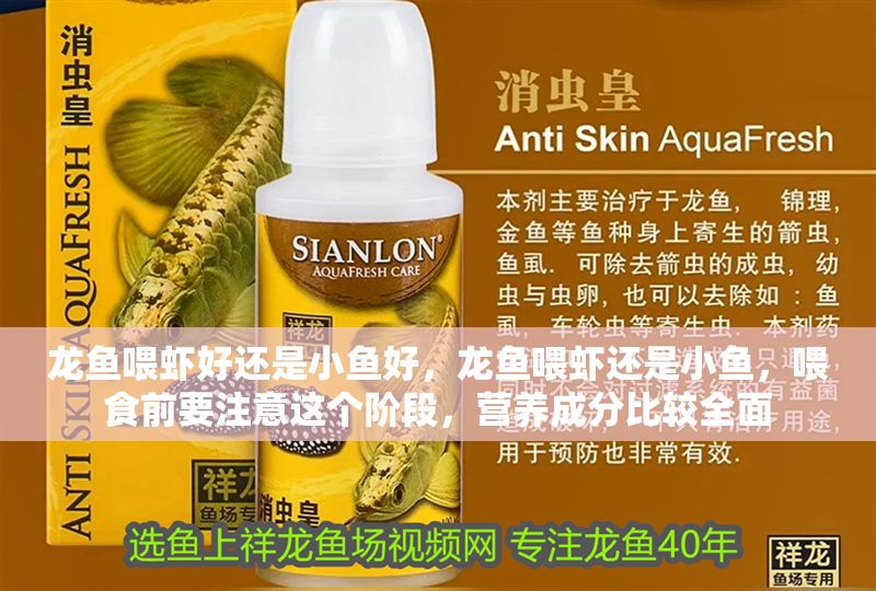龍魚喂蝦好還是小魚好，龍魚喂蝦還是小魚，喂食前要注意這個階段，營養成分比較全面